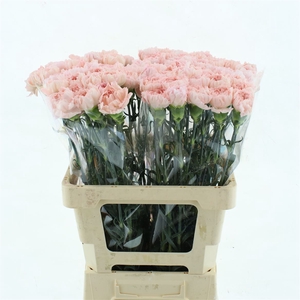 Di St Maruchi Light Pink