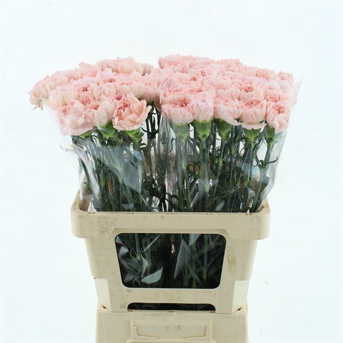 <h4>Di St Maruchi Light Pink</h4>