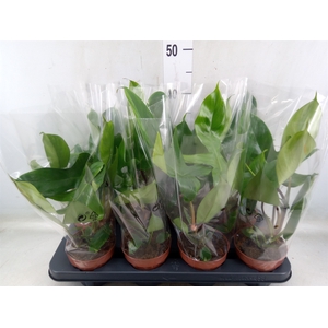 Philodendron   ...