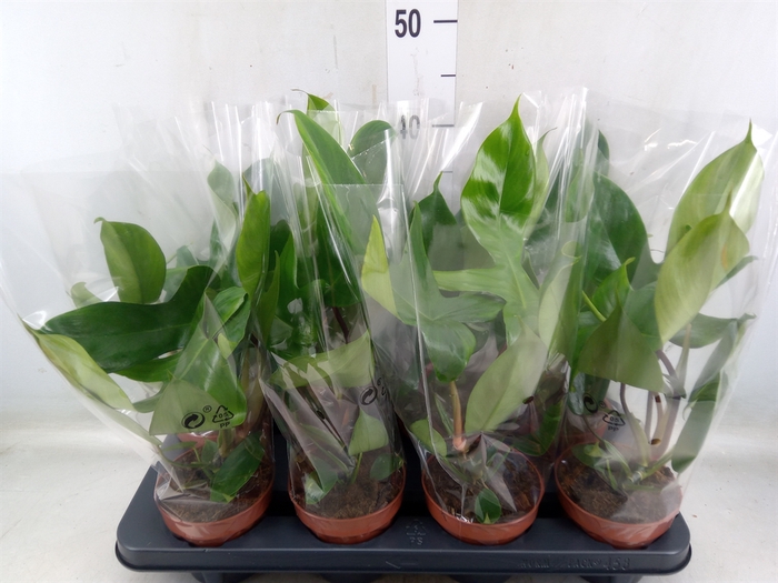<h4>Philodendron   ...</h4>