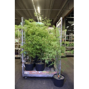 arr8 Acer Palm Dissectum