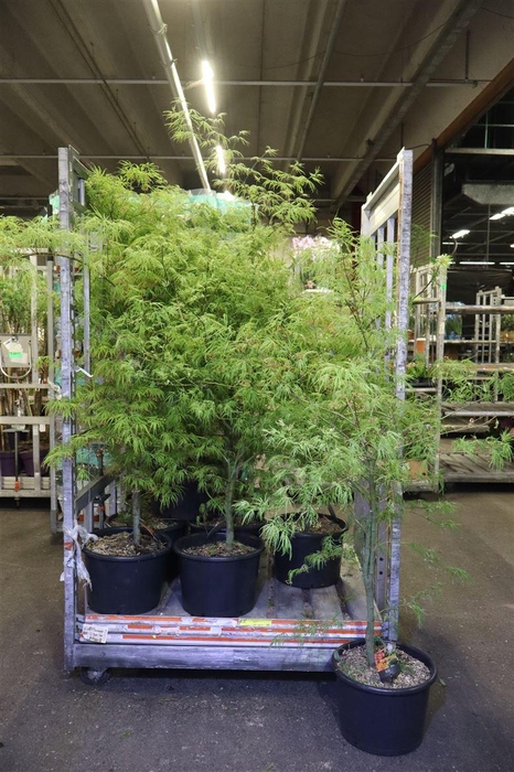 <h4>Acer Palm Dissectum</h4>