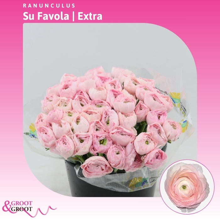 Ranunculus Success Favola | Extra