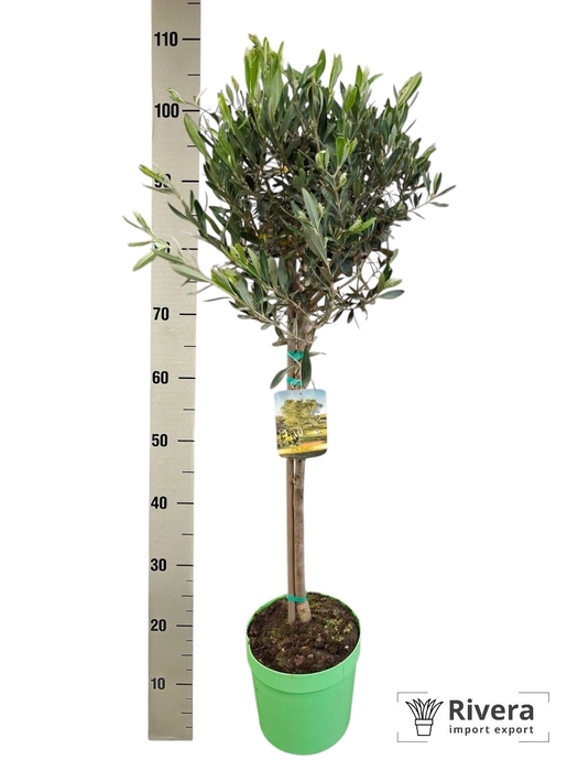 <h4>OLEA EUROPAEA</h4>