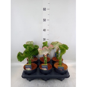 Euphorbia lactea 'Cristata'