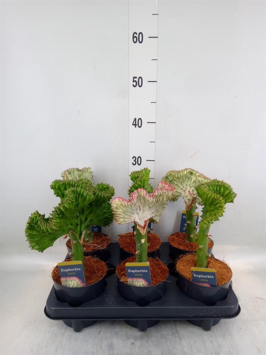 <h4>Euphorbia lactea 'Cristata'</h4>