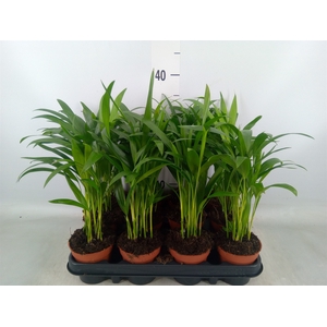 Dypsis lutescens   ...Chrysalidoca