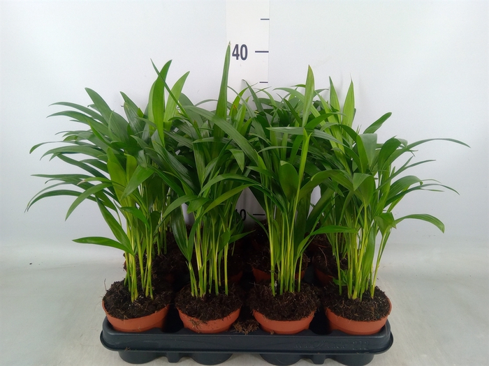 <h4>Dypsis lutescens   ...Chrysalidoca</h4>