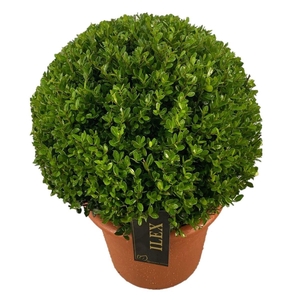 Ilex crenata Caroline Upright