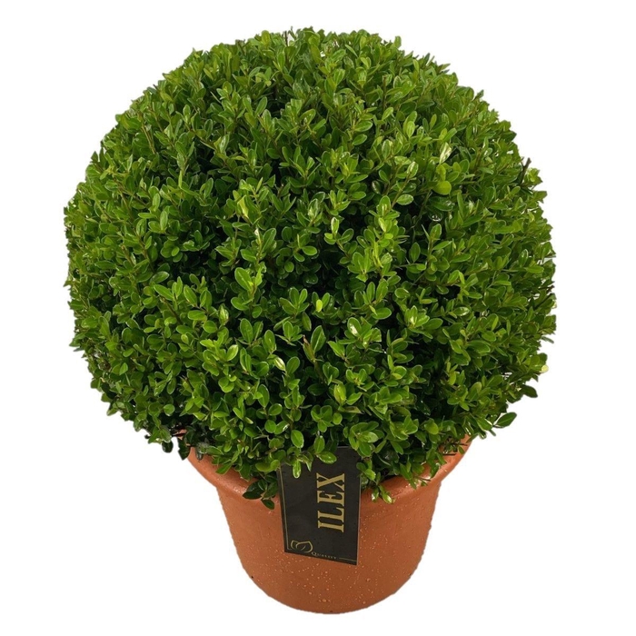 <h4>Ilex crenata Caroline Upright</h4>
