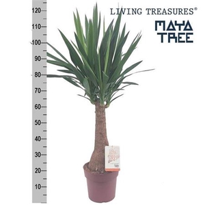 Yuc Elephantipes Maya Tree