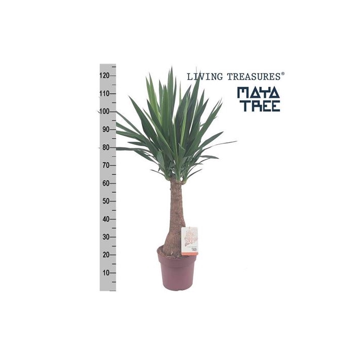 <h4>Yuc Elephantipes Maya Tree</h4>