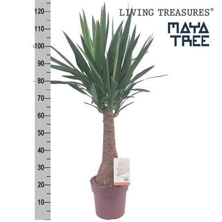 Yuc Elephantipes Maya Tree