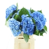 Hydr M Shocking Blue Premium 60-18