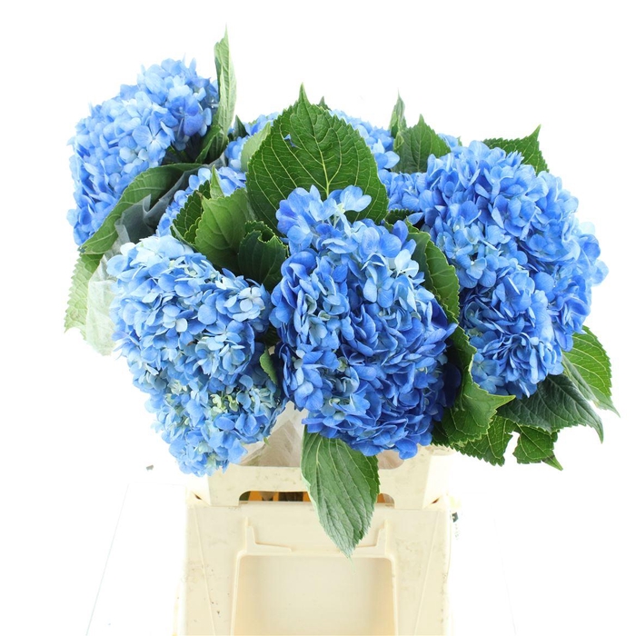 Hydr M Shocking Blue Premium 60-18