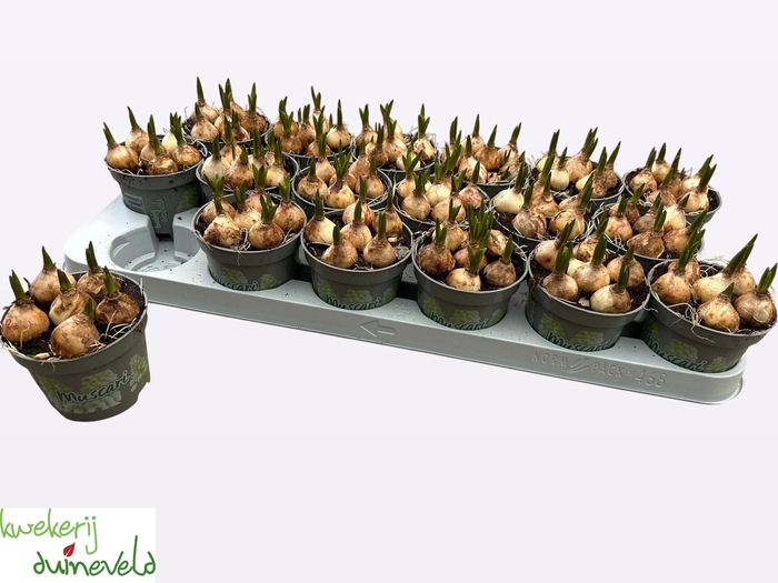 <h4>MUSCAR WHITE MAGIC</h4>