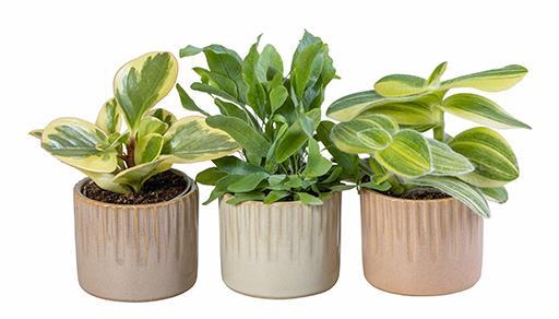 <h4>L 66014 Green Mix 6 cm</h4>