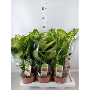 Dieffenbachia  'Compacta'