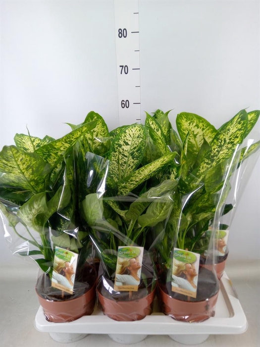 <h4>Dieffenbachia  'Compacta'</h4>