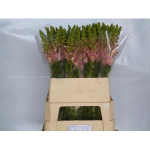 ANTIR ANTIBES ROSE