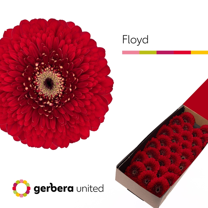 <h4>Germini Pomponi Floyd Doos</h4>