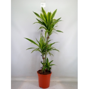 Dracaena fr de 'LemonLime'