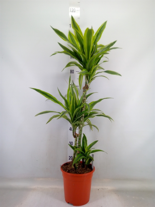 <h4>Dracaena fr de 'LemonLime'</h4>