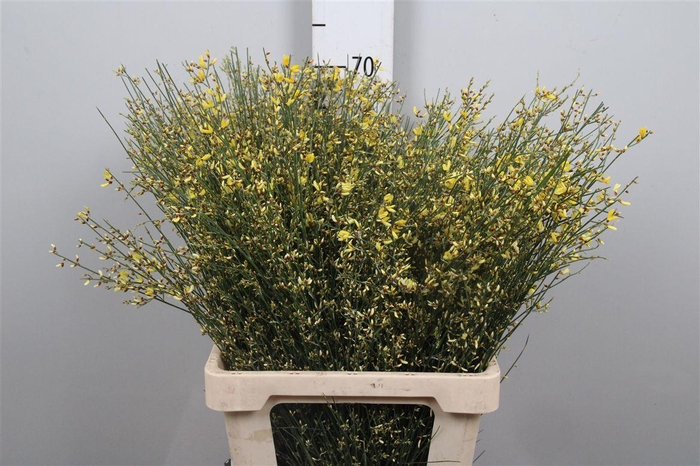 <h4>Genista Yellow 200gr</h4>
