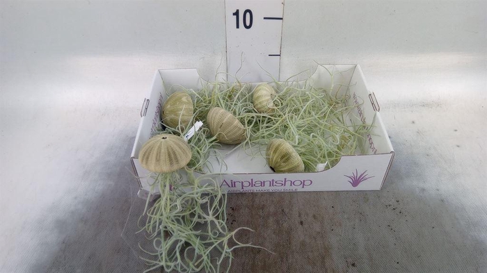<h4>Arr.  Tillandsia L%</h4>