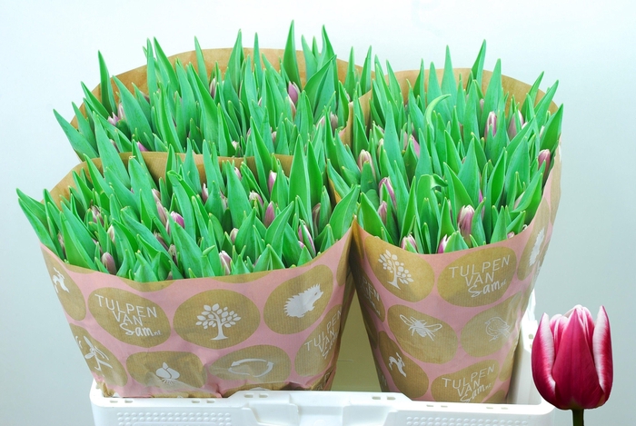 <h4>TU EN PICARDY</h4>