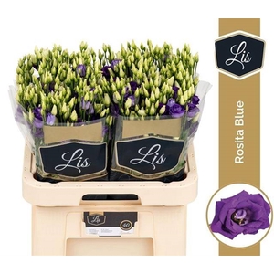 EUST G ROSITA BLUE