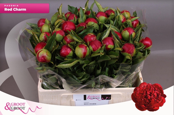 <h4>Paeonia Red Charm | Heavy Quality</h4>