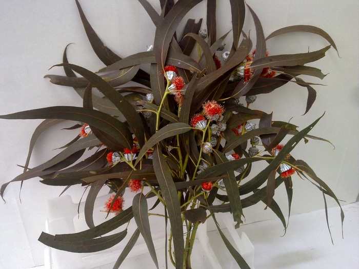 EUKA FIORITO ROSA