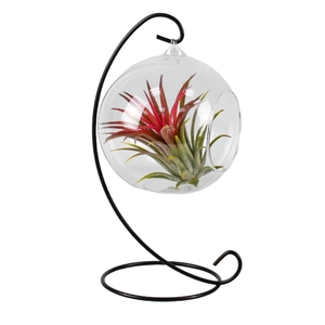 Arr.  Tillandsia L%