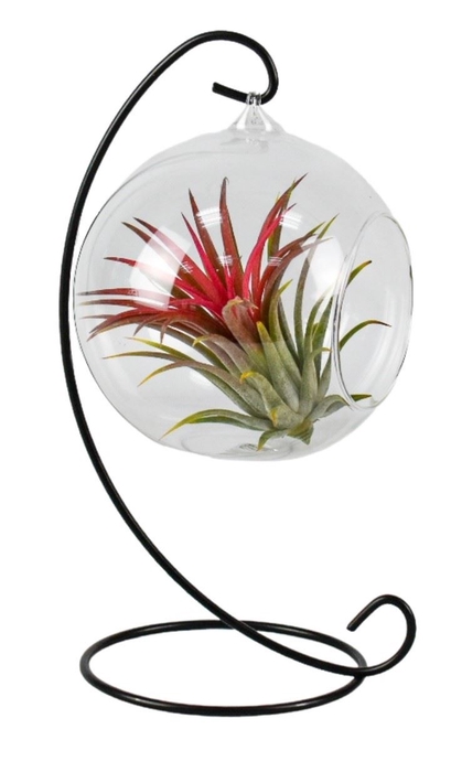 <h4>Arr.  Tillandsia L%</h4>