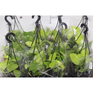 JIBOIA AMARELO C13 PENDENTE