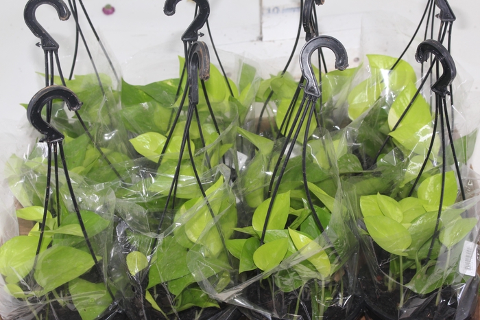 <h4>JIBOIA AMARELO C13 PENDENTE</h4>