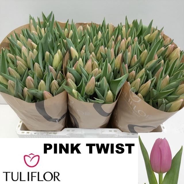 <h4>TU EN PINK TWIST</h4>