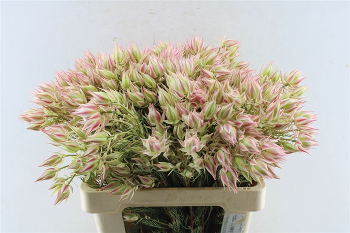 <h4>Blushing Bride Pink 2-5</h4>