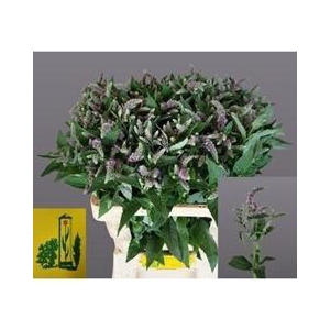 MENTHA SILVER QUEEN