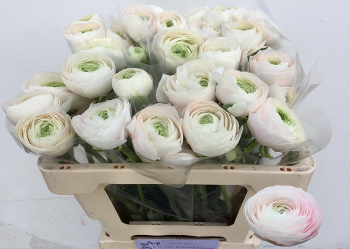 <h4>RAN SU HANOI</h4>