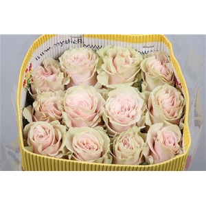 Rosa GR 'Pink Mondial'