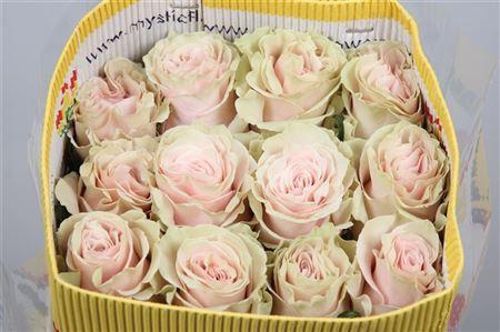 <h4>Rosa GR 'Pink Mondial'</h4>