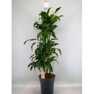 Dracaena frag. 'Dorado'