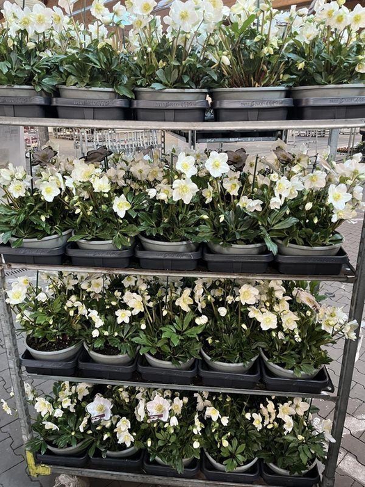 <h4>HELL NI VIV VIKTOR</h4>