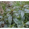 Mentha spicata
