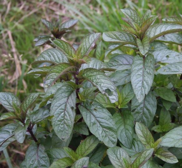 Mentha spicata