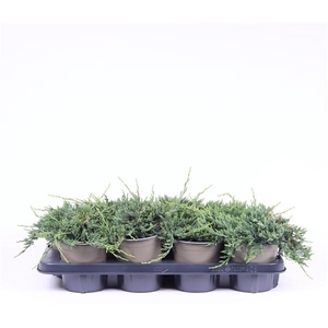 Juniperus horizontalis 'Wiltonii'