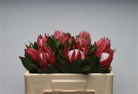 <h4>Protea Cynaroides Madiba</h4>