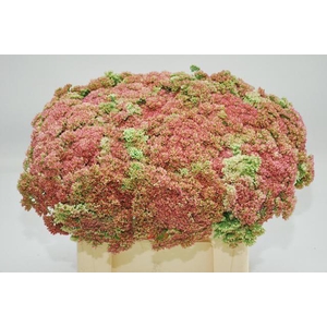 Sedum Spectabile